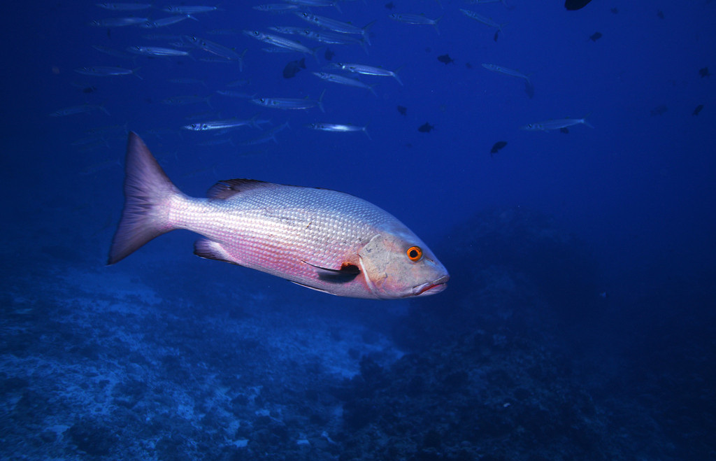 來(lái)自海的美味——鯛魚(yú)