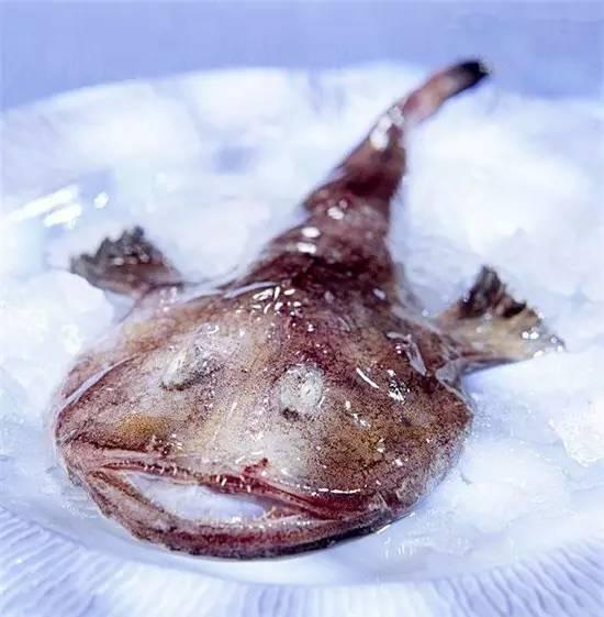 知識(shí)庫(kù)｜奇丑卻極美味的魚，餐廳趕緊上新菜！