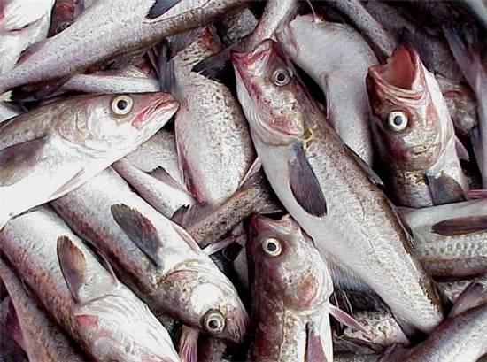 知識(shí)庫｜這種魚可以一魚36吃，你餐廳還不上菜？|餐飲界