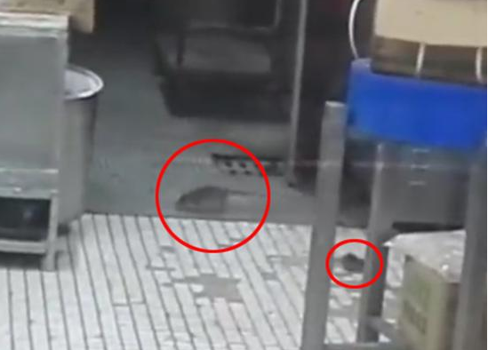 上海南京東路沈大成餐廳老鼠出沒，市場監(jiān)管局：3月剛滅鼠