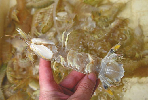 人為注膠讓皮皮蝦增重？專(zhuān)家辟謠:那是蝦黃和蝦膏