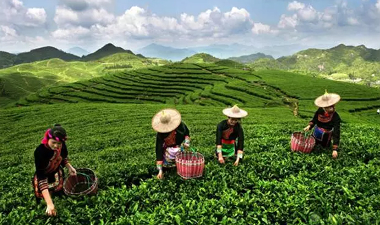 皇茶、喜茶之后，茶飲界又冒出一“黑馬”烏龍煎