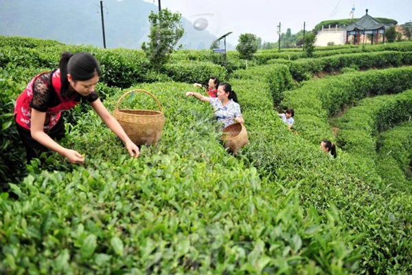 比肩星巴克？新中式茶飲的下半場(chǎng)得好好抓抓供應(yīng)鏈管理這門課了