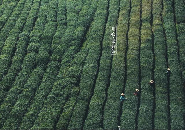 如何掘金500億新茶飲市場，打造一杯有故事的黑龍茶？