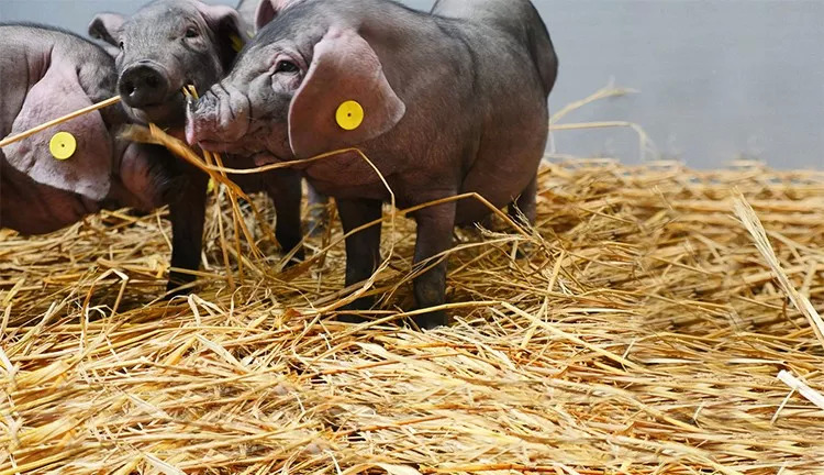 網(wǎng)紅味央豬尋找全球廚房合伙人：我有肉，你有廚房嗎？ | 熱點