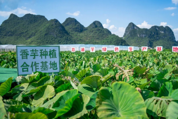 在檳榔芋優(yōu)質(zhì)產(chǎn)區(qū)共建種植基地，喜茶持續(xù)推動新茶飲供應(yīng)鏈專業(yè)化發(fā)展|餐飲界