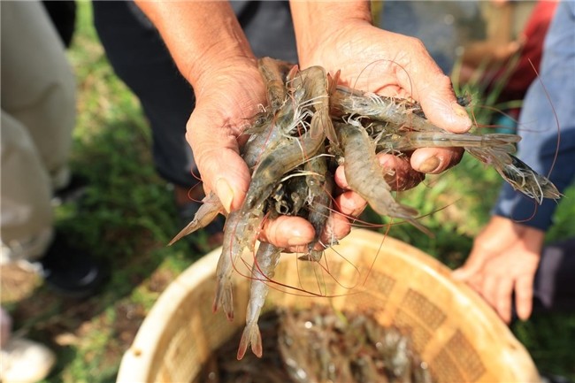 布局產業(yè)生態(tài) 鍋圈“單廠單品”模式助北海蝦滑實力出圈