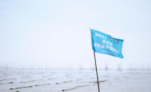 霞浦海帶苗豐收季：半天妖助力產(chǎn)業(yè)騰飛，守護“舌尖上的鮮嫩”
