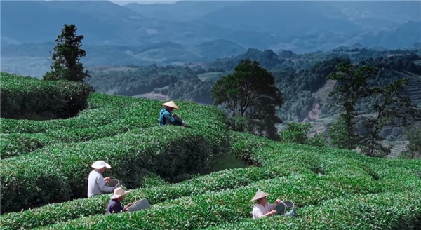 奢配180斤茉莉花，檸季讓香氣沉浸至最后一口